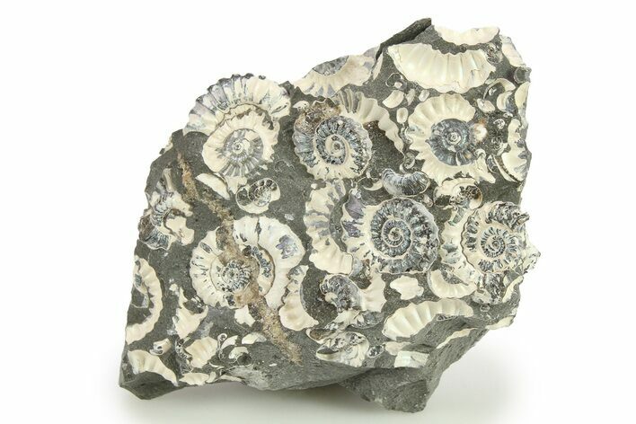 Ammonite (Promicroceras) Cluster - Marston Magna, England #281988